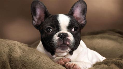 french bukk|French Bulldog: Dog Breed Characteristics & Care